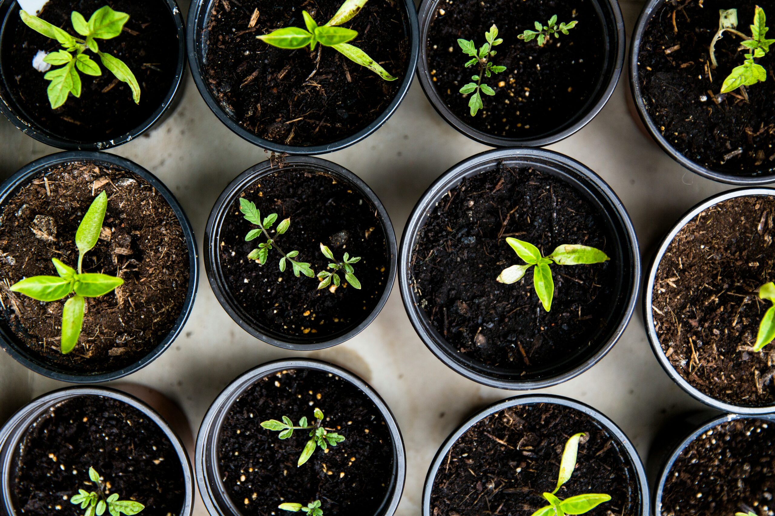 Back Pain and Gardening