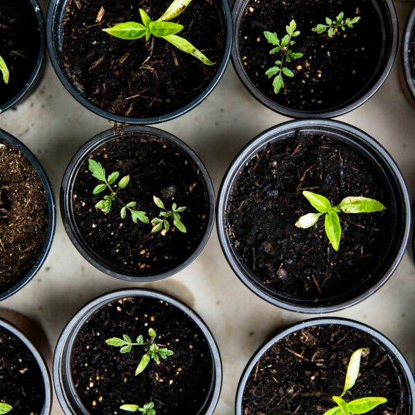 Back Pain and Gardening idaho falls physical therapy pick pt